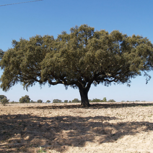 Cork: real gold made in Portugal