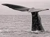 Панно 1549 Whale Tail Evolution 6 thumb-image