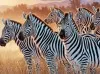 Панно 1449 Group of Zebras Evolution 5 thumb-image