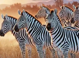 1449 Group of Zebras Evolution 5