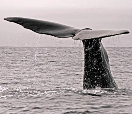 Панно 1549 Whale Tail Evolution 6 image