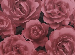 Обои 923021  Photographic Rose